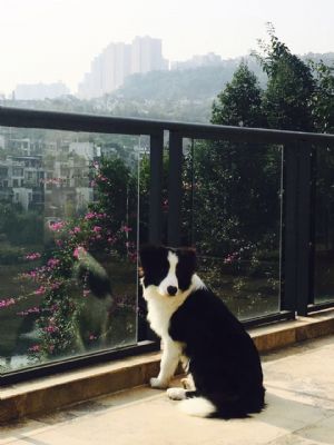 重庆奥利奥